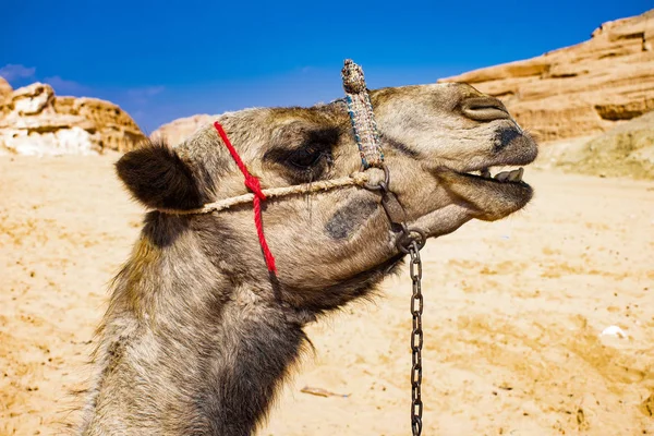 Starke Zuverlässige Kamele Ägypten — Stockfoto