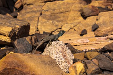 Mısır'daki renkli kanyonun şaşırtıcı sürüngen