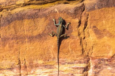 Mısır'daki renkli kanyonun şaşırtıcı sürüngen