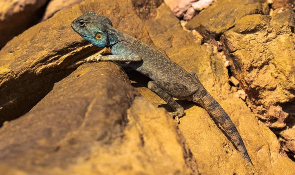 Incroyable Reptile Canyon Coloré Egypte — Photo