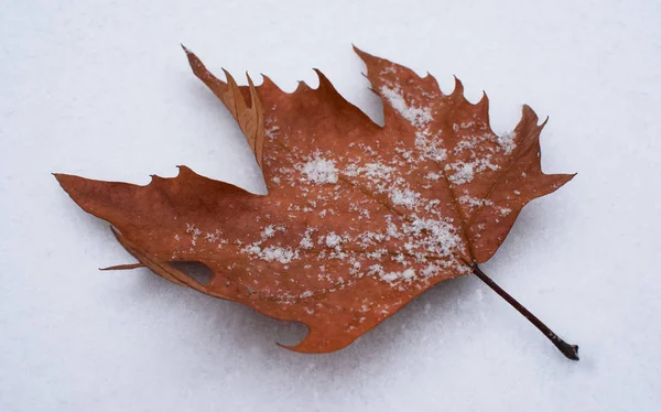 Ξηρό Φθινόπωρο Φύλλα Ξαπλωμένο Στο Χιόνι — Φωτογραφία Αρχείου