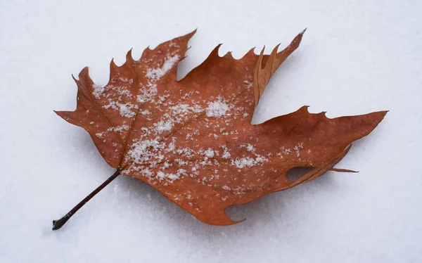 Dry Autumn Leaf Lying Snow — Stock Photo, Image