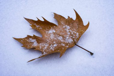 sonbahar yaprak kar üzerinde yalan makinası
