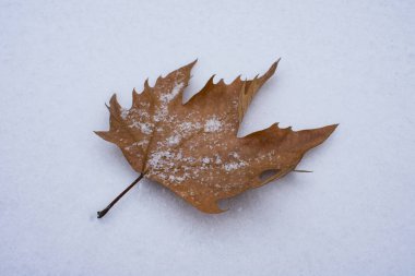 sonbahar yaprak kar üzerinde yalan makinası