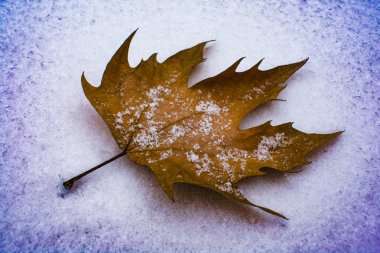 sonbahar yaprak kar üzerinde yalan makinası