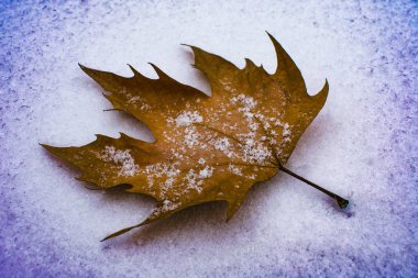 sonbahar yaprak kar üzerinde yalan makinası