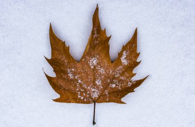 sonbahar yaprak kar üzerinde yalan makinası
