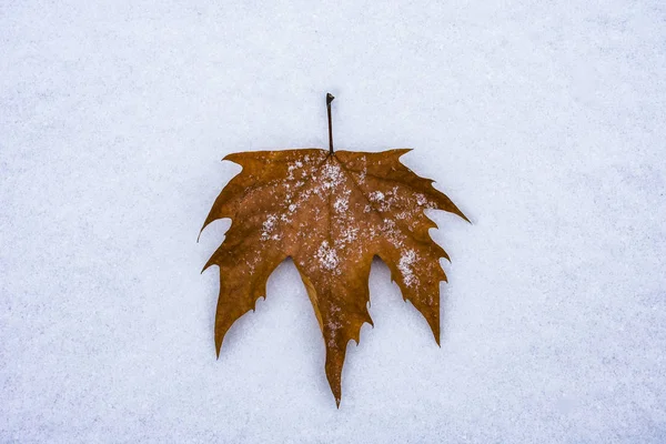 Ξηρό Φθινόπωρο Φύλλα Ξαπλωμένο Στο Χιόνι — Φωτογραφία Αρχείου