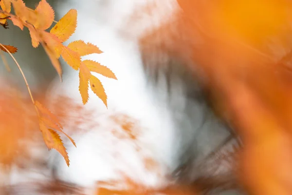 Rowan Árvore Sorbus Aucuparia Folhas Cores Outono — Fotografia de Stock
