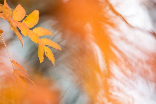 Jarząb Sorbus Aucuparia Pozostawia Kolorach Jesieni — Zdjęcie stockowe