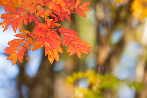 Rowan tree liści w kolorach jesieni. — Zdjęcie stockowe