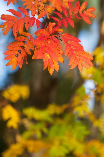 Rowan tree liści w kolorach jesieni. — Zdjęcie stockowe