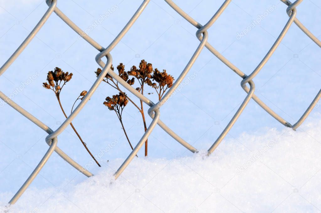 Dried plant beside chain link fence in snow.