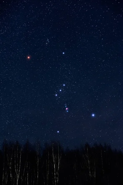 Cielo Estrellado Constelación Orión Sobre Bosque Abedules Cielo Invierno — Foto de Stock