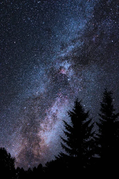 Млечный Путь Созвездии Лебедя Силуэты Ели Переднем Плане — стоковое фото