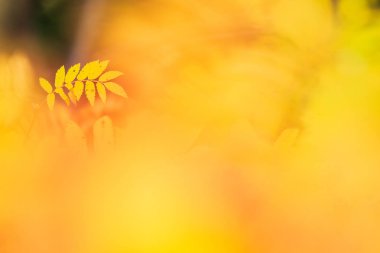 Rowan Ağacı (Sorbus aucuparia) sonbahar renklerde kalkıyor.