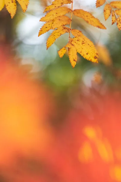 Rowan Árvore Sorbus Aucuparia Folhas Cores Outono — Fotografia de Stock