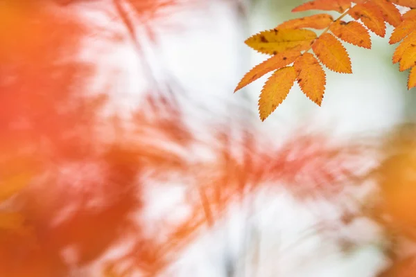 Rowan Árvore Sorbus Aucuparia Folhas Cores Outono — Fotografia de Stock