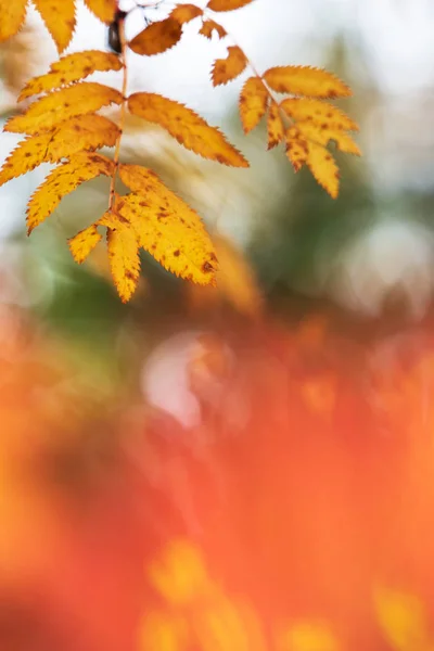 Rowan Árvore Sorbus Aucuparia Folhas Cores Outono — Fotografia de Stock