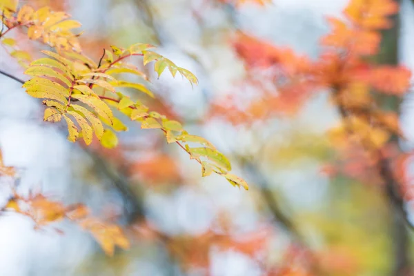 Rowan Árvore Sorbus Aucuparia Folhas Cores Outono — Fotografia de Stock