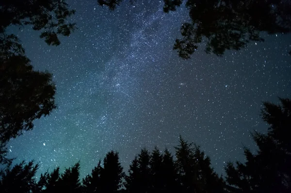 Mléčná Dráha Hvězdy Nad Vrcholky Stromů — Stock fotografie