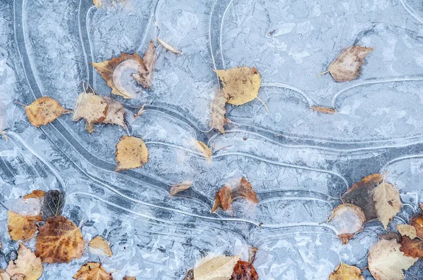 Flaque Eau Congelée Avec Feuilles Automne Tombées — Photo