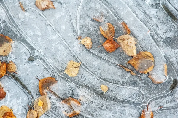 Poça Congelada Com Folhas Outono Caídas — Fotografia de Stock