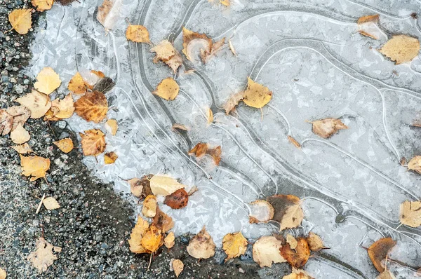 Flaque Eau Congelée Avec Feuilles Automne Tombées — Photo