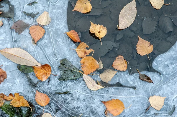 Poça Congelada Com Folhas Outono Caídas — Fotografia de Stock