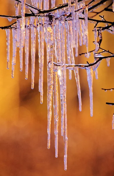 Ледяные Сосульки Свисают Ветвей Цвет Фона Заходе Солнца — стоковое фото