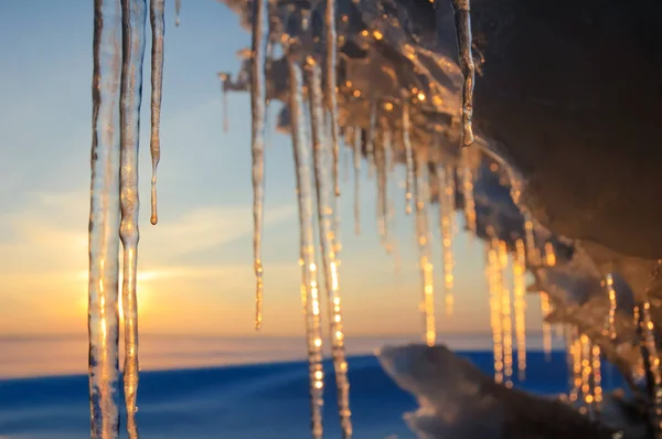 Icicles lit by the setting sun
