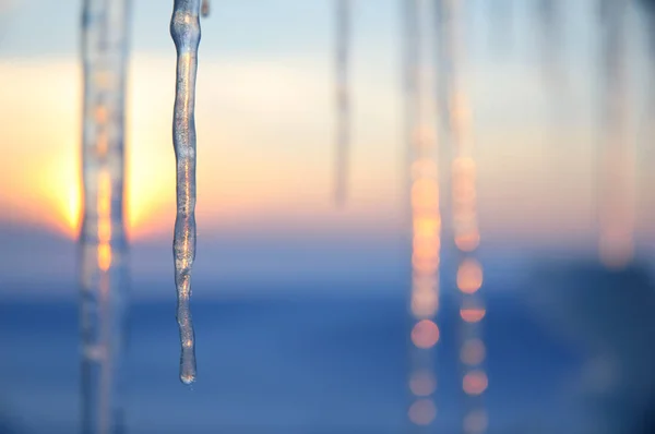 Icicles lit by the setting sun