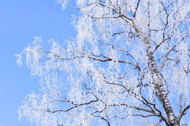 Kar ve buz kaplı ağaç dalları mavi gökyüzüne karşı.