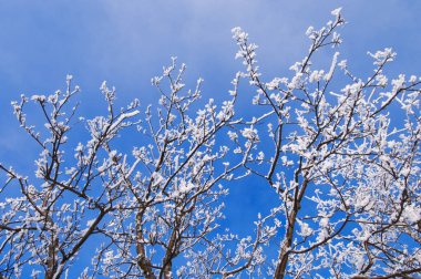 Kar ve buz kaplı ağaç dalları mavi gökyüzüne karşı.