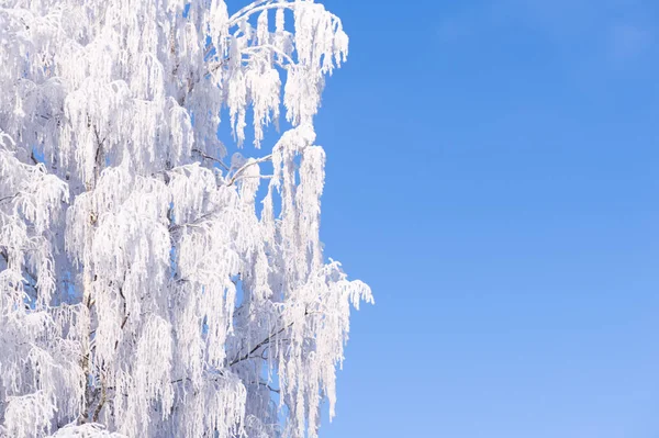 Winter Takken Met Copyspace Frosted Berk Takken Tegen Blauwe Hemel — Stockfoto