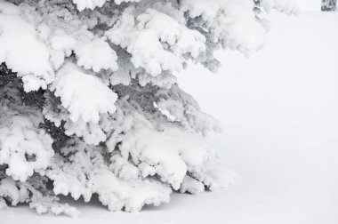 Ladin ağaç dalları ile kopya yer kar kaplı.