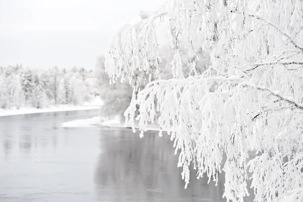 Paisaje Invierno Con Árboles Cubiertos Heladas Orilla Del Río Enfoque —  Fotos de Stock