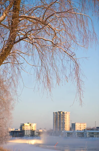 Winter scenery with trees and buildings along riverbank. Focus on tree branches.