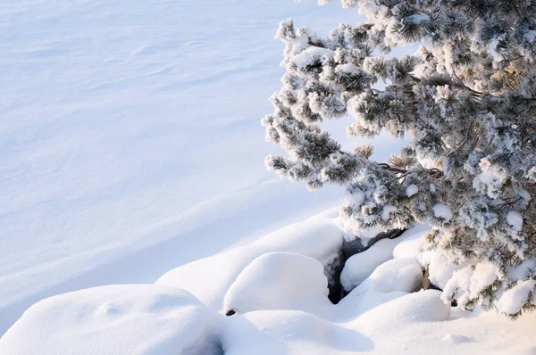松の木 ヨーロッパアカマツ の枝や石を覆う雪 — ストック写真
