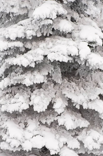 Snow Covered Spruce Tree Branches — Stock Photo, Image