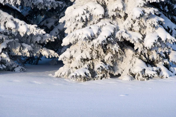 Branches Épinette Recouvertes Neige Avec Espace Copie — Photo