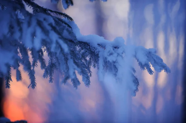 Foresta Invernale Tramonto Ultimo Scorcio Sole Che Tramonta Dietro Rami — Foto Stock