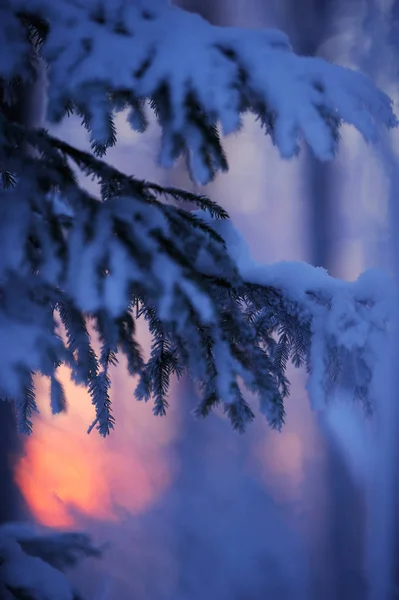 Floresta Inverno Anoitecer Último Vislumbre Pôr Sol Atrás Ramos Abeto — Fotografia de Stock