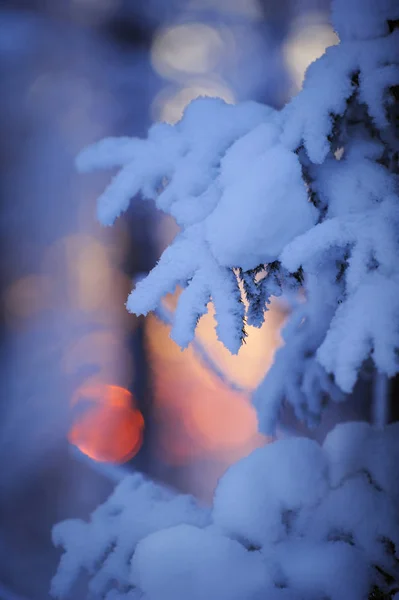 Зимовий Ліс Сутінках Останній Проблиск Розташування Сонця Гілками Ялини Picea — стокове фото