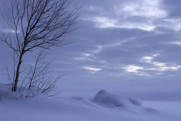 凍った湖岸で裸樺の木 東スオミ州の冬の風景 — ストック写真