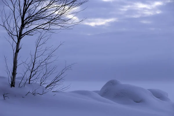 Bouleau Bord Lac Gelé Paysage Hivernal Finlande Orientale — Photo