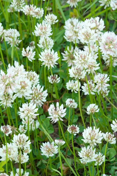 White clover (Trifolium repens) flowers — Stock Photo, Image