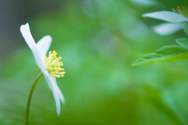 Bahar çiçek, ahşap anemone