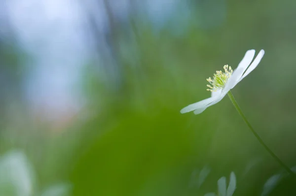Весенний цветок, древесный анемон — стоковое фото
