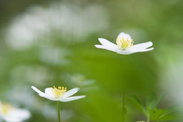 Spring flower, wood anemone — Stock Photo, Image